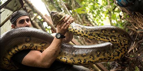 Sonhou que matou uma serpente? Ou viu uma cobra a ser morta no seu sonho. Considerar outros significados de sonho para homens e mulheres de acordo com diferentes livros de sonho.
 7335