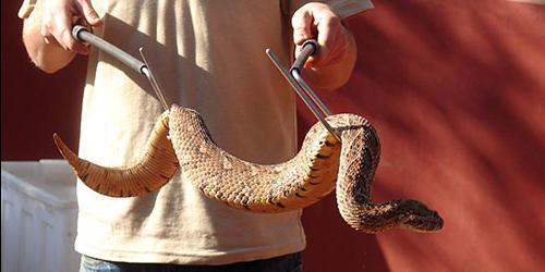 Sonhou que matou uma serpente? Ou viu uma cobra a ser morta no seu sonho. Considerar outros significados de sonho para homens e mulheres de acordo com diferentes livros de sonho.