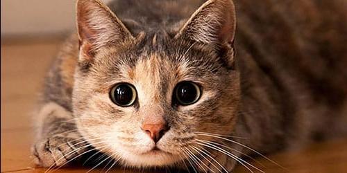 O que sonha em matar um gato, gato ou gatinho? Ver a matança deste animal no seu sonho. Vejamos as interpretações de diferentes sonâmbulos.
 5024