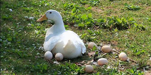 Porque é que sonho com ovos de pato?
 4812