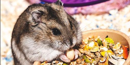 Sonhou com um hamster? Sonhou com muitos hamsters pequenos, segurando-os nas suas mãos ou sendo mordidos por eles? Interpretação de sonhos para mulheres e homens de acordo com diferentes livros de sonhos.
 8036