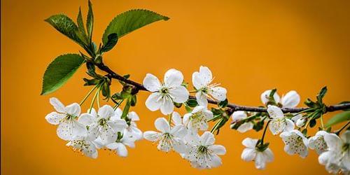 Porque é que sonho com as flores de cerejeira?