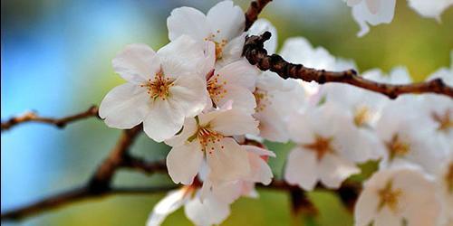 Porque é que sonho com as flores de cerejeira?
 2856