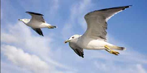 Com que é que uma gaivota sonha?
 9604
