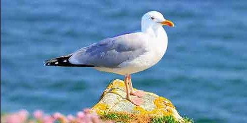 Com que é que uma gaivota sonha?
 7390