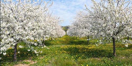 Porque é que sonho com um jardim florido?