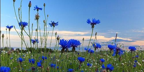 Porque é que sonho com flores de milho?