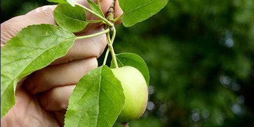 Porque é que sonho com uma macieira com maçãs verdes?