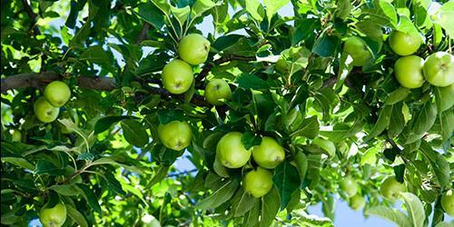 Porque é que sonho com uma macieira com maçãs verdes?
 9598