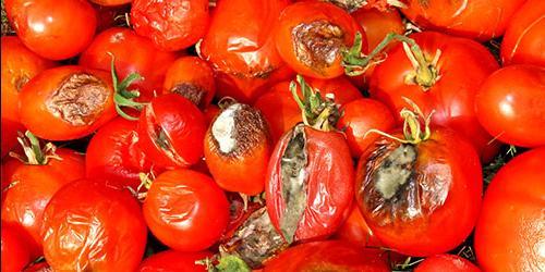 O que é que sonho com tomates podres?