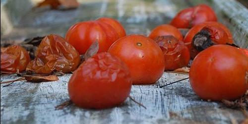 O que é que sonho com tomates podres? 8357