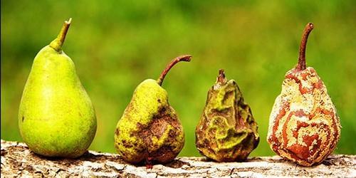 Porque é que sonho com fruta podre?