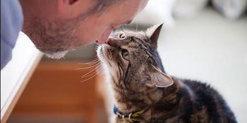 O que sonho com um gato falante?