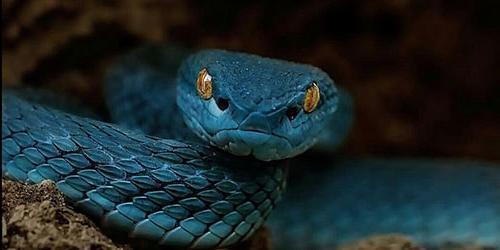 Com que sonha uma serpente azul? 6359