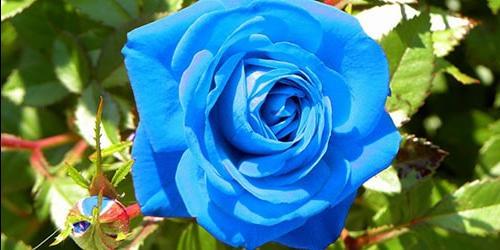 Sonho de rosas azuis