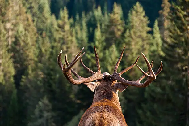 Interpretação dos Sonhos com Antlers