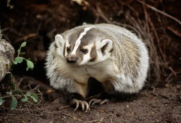 Interpretação dos Sonhos com Badger: Sabedoria dos Oráculos