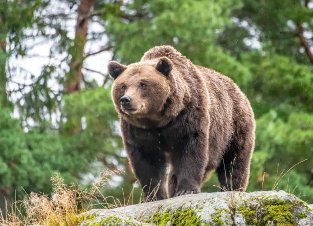 Interpretação do Sonho com Urso