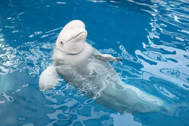 Interpretação dos Sonhos com a Beluga