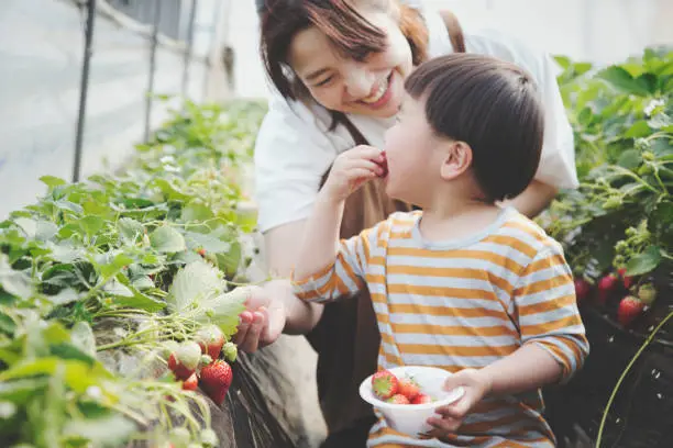 Interpretação de Sonhos: Sonhar com a Colheita de Frutas