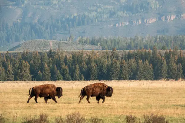Interpretação dos Sonhos com Bisonte