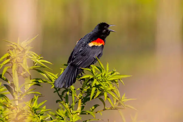 Interpretação do Sonho com o Pássaro Preto