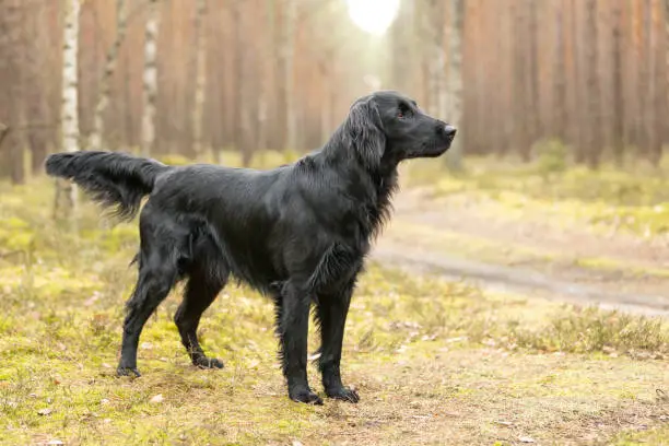 Sonhos com Cães Pretos: Interpretações e Significados