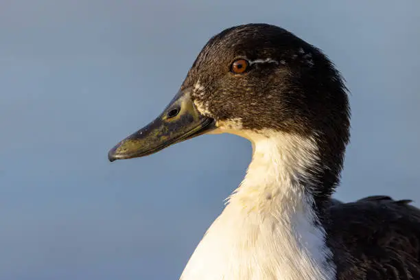 Interpretação dos Sonhos sobre Blackduck