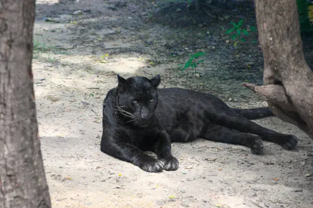 Interpretação de Sonhos: Encontro com o Pantera Negra