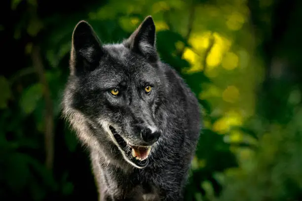 Interpretação dos Sonhos: O Que Significa Sonhar com Lobo Negro