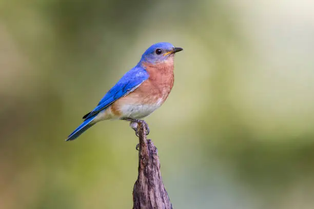 Interpretação dos Sonhos: O que Significa Sonhar com um Pássaro Azul