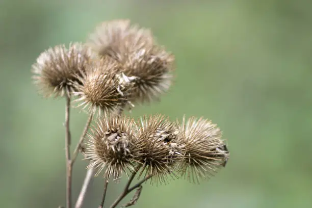 Interpretação Onírica do Burdock