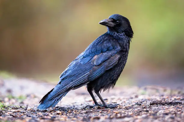 Interpretação de Sonhos: O Significado do Sonho com Carrion