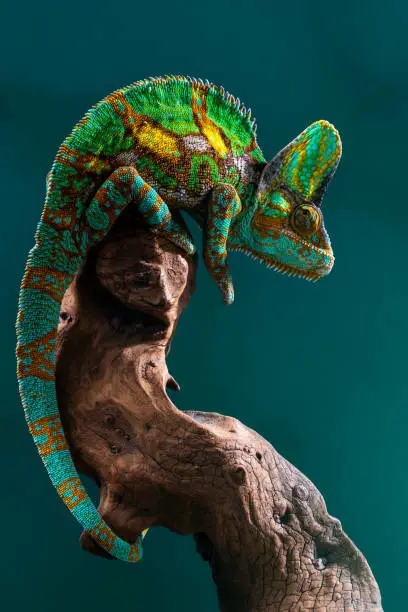 Interpretação dos Sonhos: Chameleon