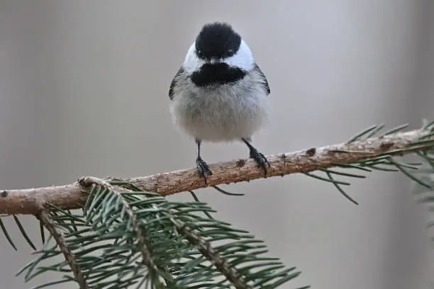 Interpretação dos Sonhos com o Pássaro Chickadee