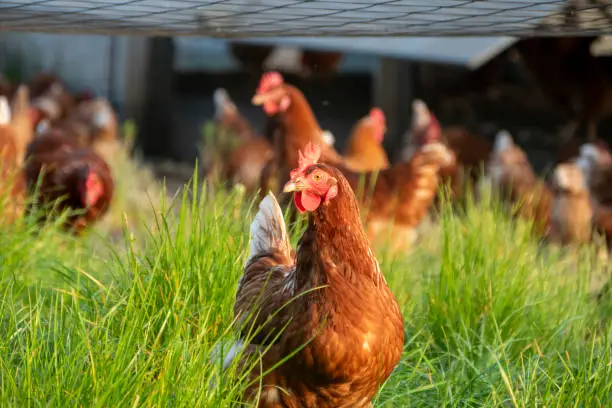 Interpretação dos Sonhos com Aves: O Que Sonhar com Galinhas Pode Significar