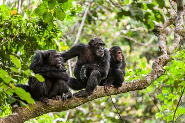 Interpretação dos Sonhos com Chimpanzés