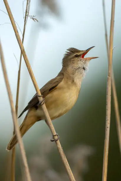 Interpretação dos Sonhos: Chirp e Seus Significados