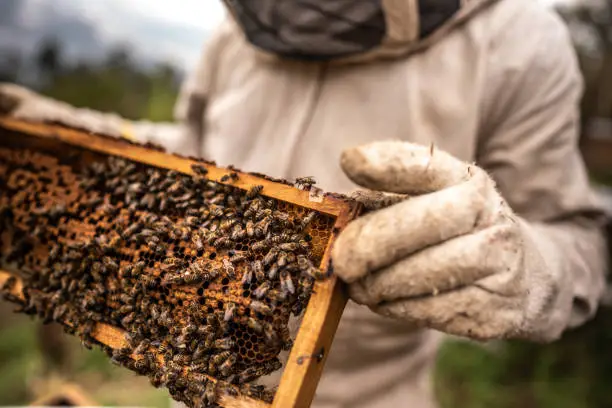 Interpretação de Sonhos sobre Jaquetas