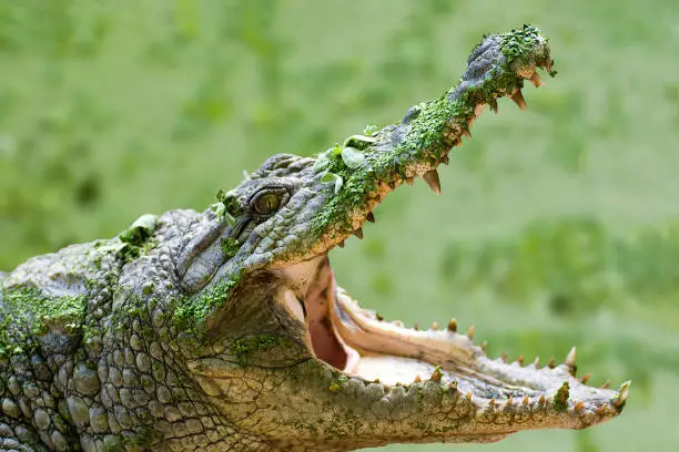 Interpretação dos Sonhos com Crocodilos: O Oráculo da Sabedoria