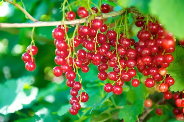 Interpretação dos Sonhos sobre Currants: Sabedoria dos Oráculos