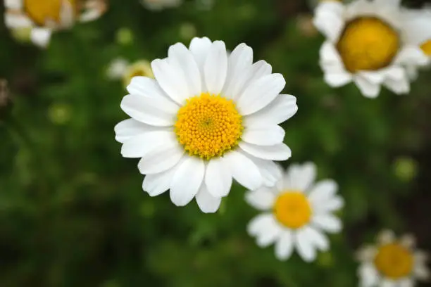 Interpretação de Sonhos sobre Margaridas: Perspectivas de Diversas Escolas de Pensamento