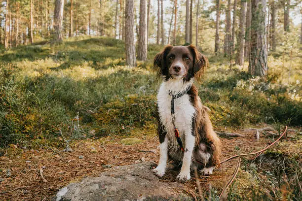 Interpretação dos Sonhos com Cães: Perspectivas de Sonho de Miller, Vanga, Freud e o Sonhador Muçulmano