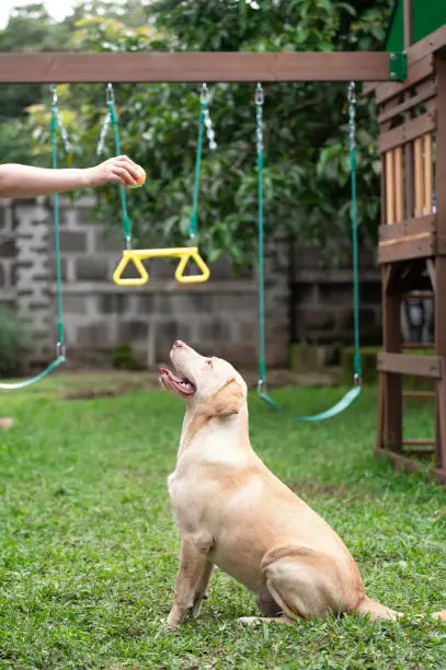 Interpretação dos Sonhos: O Homem-Cão