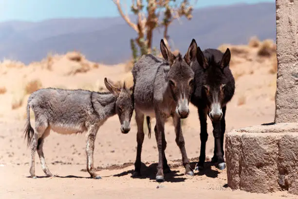 Interpretação do Sonho com um Burro