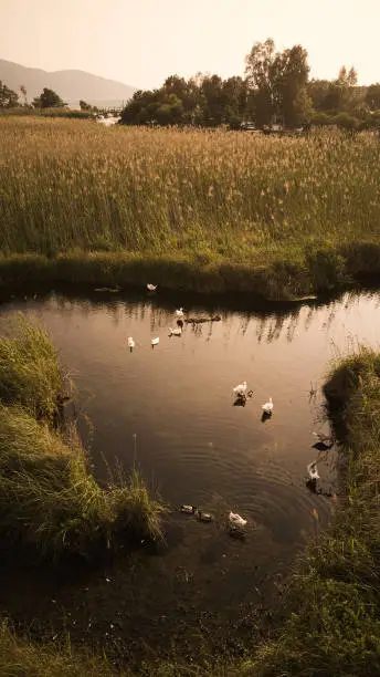 Interpretação dos Sonhos: O Significado dos Patos