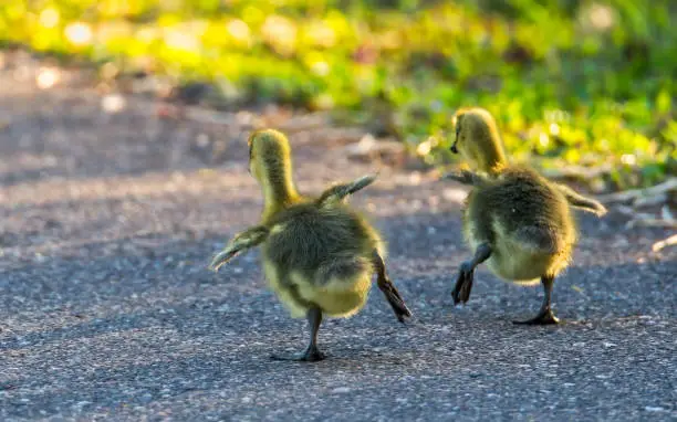 Interpretação de Sonhos: Patinhos