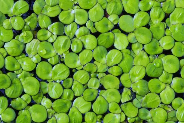 Interpretação dos Sonhos: Duckweed como Símbolo de Significados Profundos