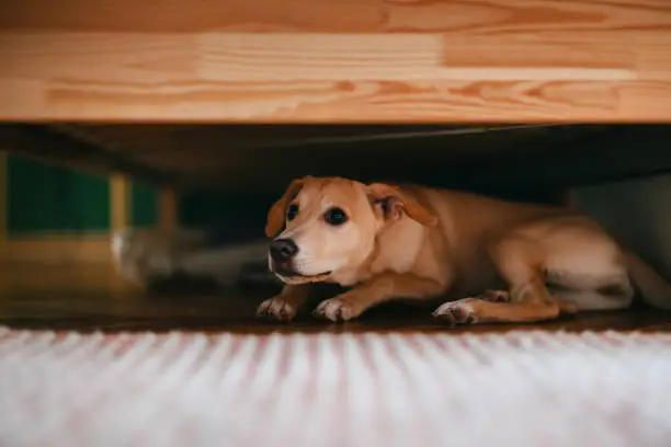 Sonhos e o Medo: Uma Interpretação dos Sonhos