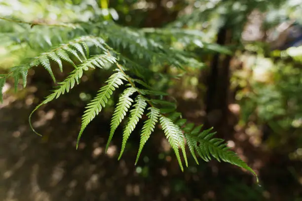 Interpretação dos Sonhos com Fern: Uma Perspectiva Oracular